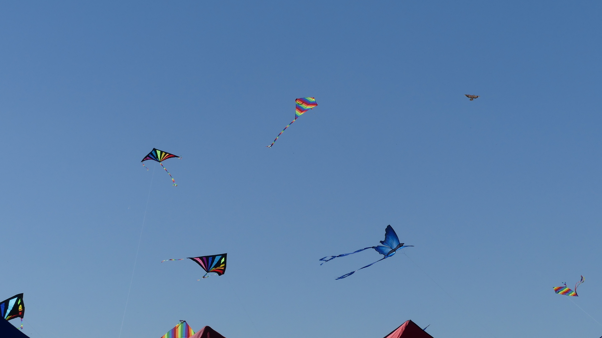 2021 Kite Festival